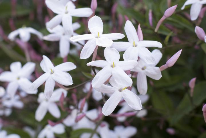 JASMINE BODY OIL