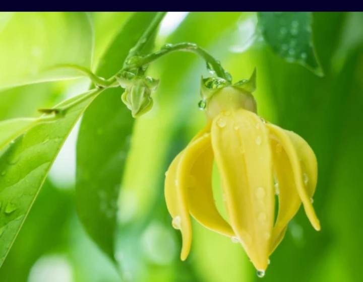 100% PURE YLANG YLANG  ESSENTIAL OIL 10ML