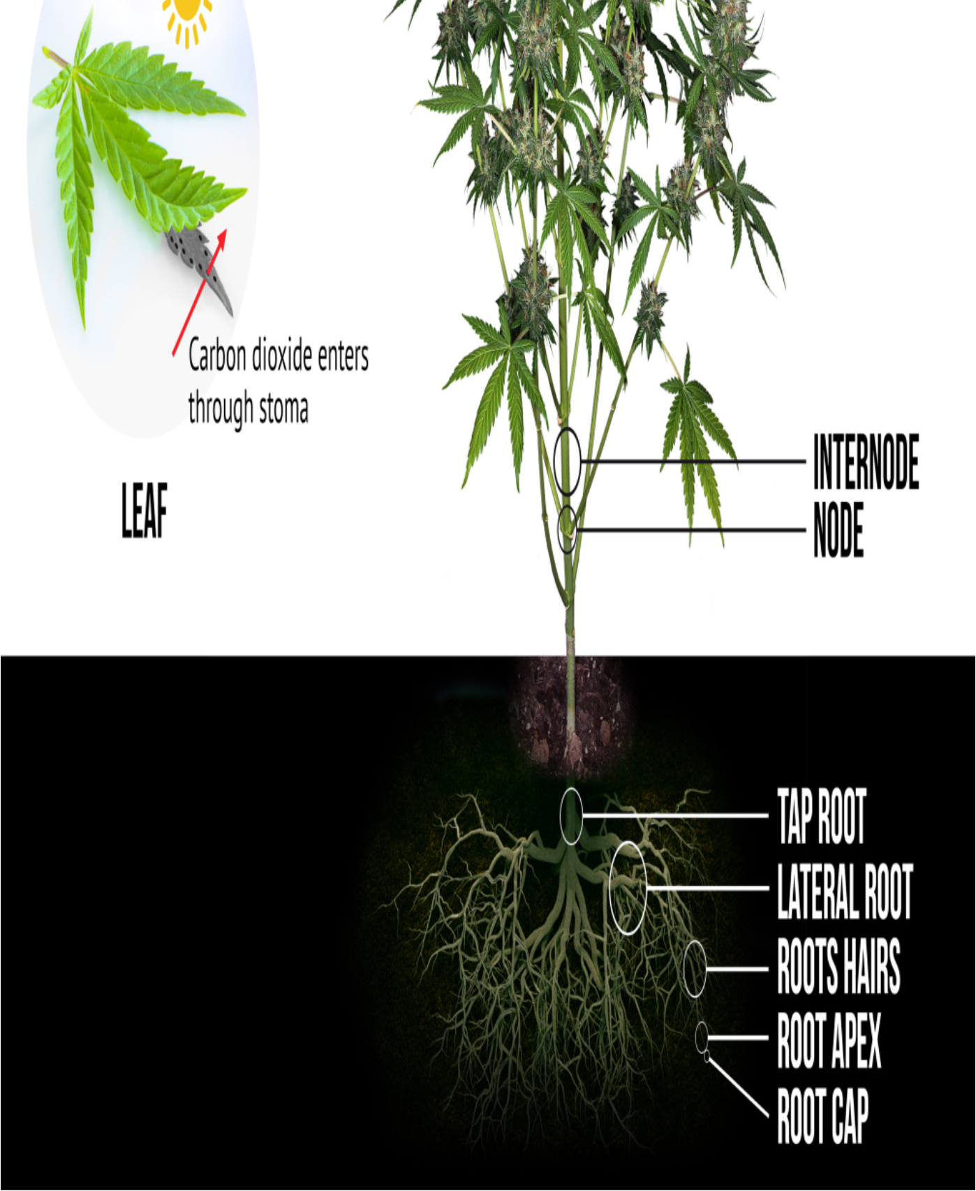 Ganja roots tonic 750 ml