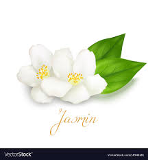 100% PURE JASMINE ESSENTIAL OIL 10ML