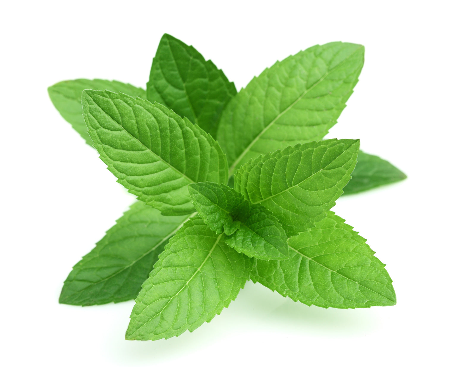 PEPPERMINT LOC BUTTER(12)
