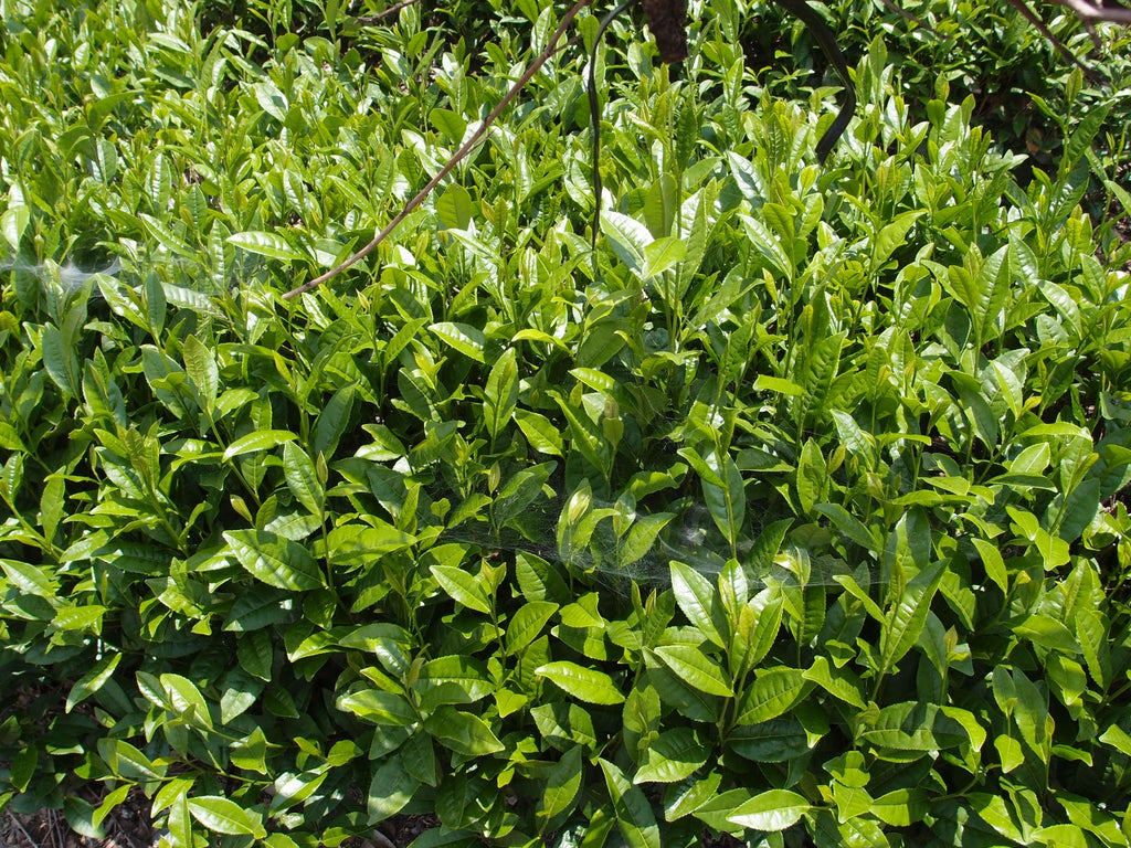 TEA-TREE & LEMONGRASS AFTERSHAVE LOTION